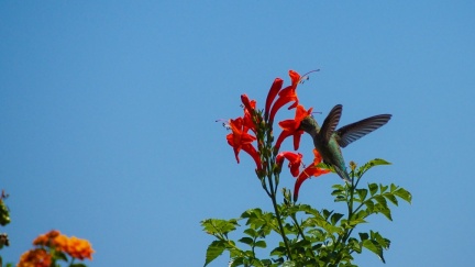 Hummingbird-Geek-Hill-June-6-2015-101