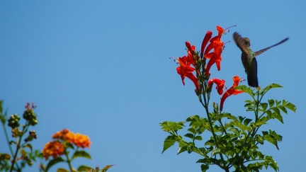 Hummingbird-Geek-Hill-June-6-2015-102
