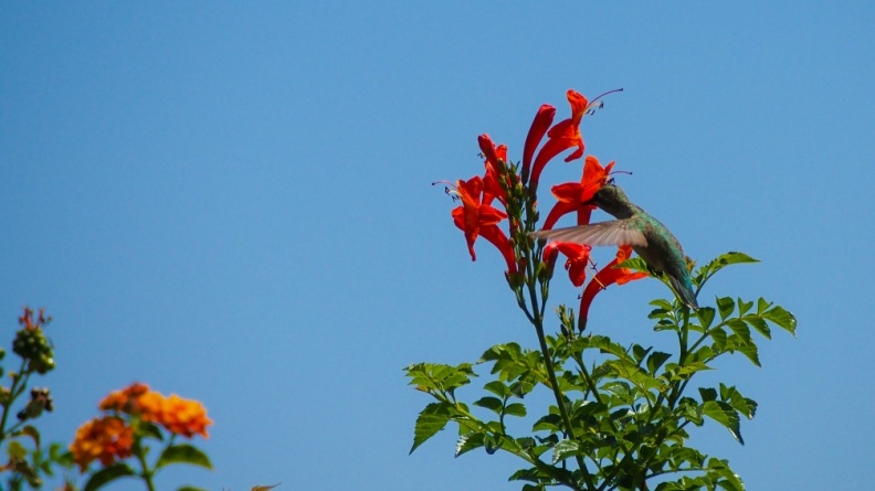 Hummingbird-Geek-Hill-June-6-2015-103