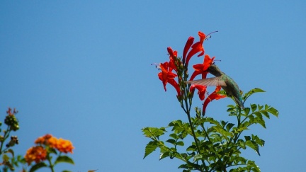 Hummingbird-Geek-Hill-June-6-2015-103