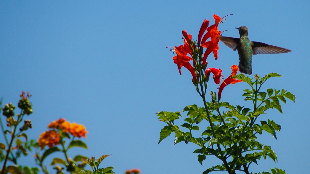 Hummingbird-Geek-Hill-June-6-2015-104