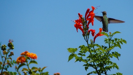 Hummingbird-Geek-Hill-June-6-2015-104