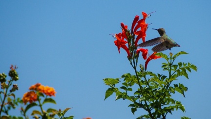 Hummingbird-Geek-Hill-June-6-2015-105