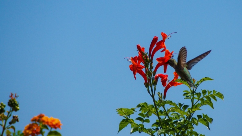 Hummingbird-Geek-Hill-June-6-2015-106