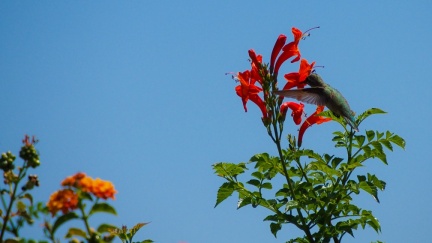 Hummingbird-Geek-Hill-June-6-2015-107