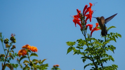 Hummingbird-Geek-Hill-June-6-2015-108
