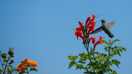 Hummingbird-Geek-Hill-June-6-2015-109