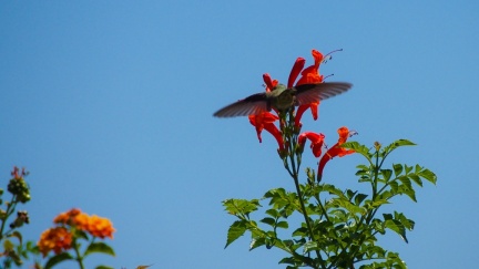 Hummingbird-Geek-Hill-June-6-2015-110