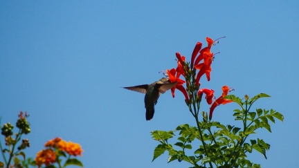Hummingbird-Geek-Hill-June-6-2015-111