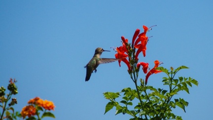 Hummingbird-Geek-Hill-June-6-2015-112