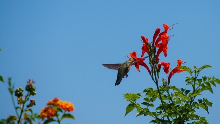 Hummingbird-Geek-Hill-June-6-2015-113