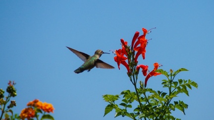 Hummingbird-Geek-Hill-June-6-2015-114