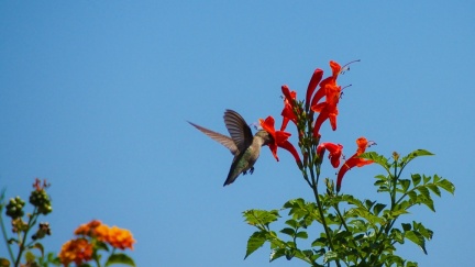 Hummingbird-Geek-Hill-June-6-2015-115