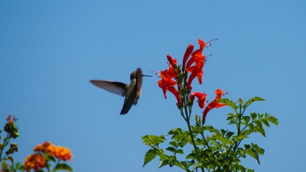 Hummingbird-Geek-Hill-June-6-2015-116