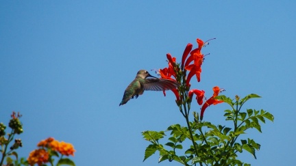 Hummingbird-Geek-Hill-June-6-2015-117