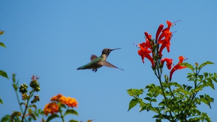 Hummingbird-Geek-Hill-June-6-2015-118