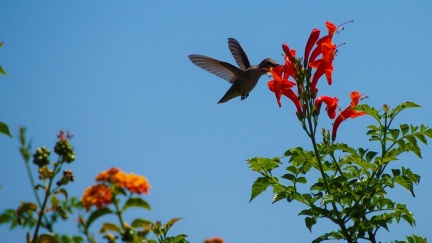 Hummingbird-Geek-Hill-June-6-2015-119