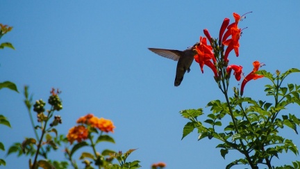Hummingbird-Geek-Hill-June-6-2015-120
