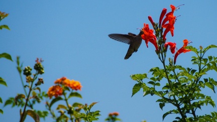 Hummingbird-Geek-Hill-June-6-2015-121