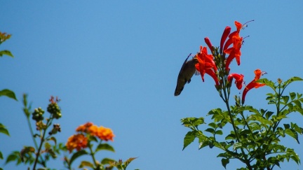 Hummingbird-Geek-Hill-June-6-2015-122