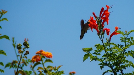 Hummingbird-Geek-Hill-June-6-2015-123