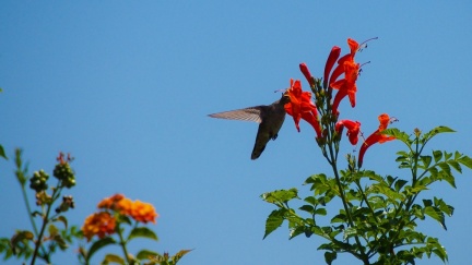 Hummingbird-Geek-Hill-June-6-2015-124