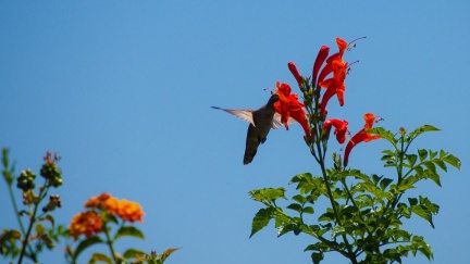 Hummingbird-Geek-Hill-June-6-2015-125