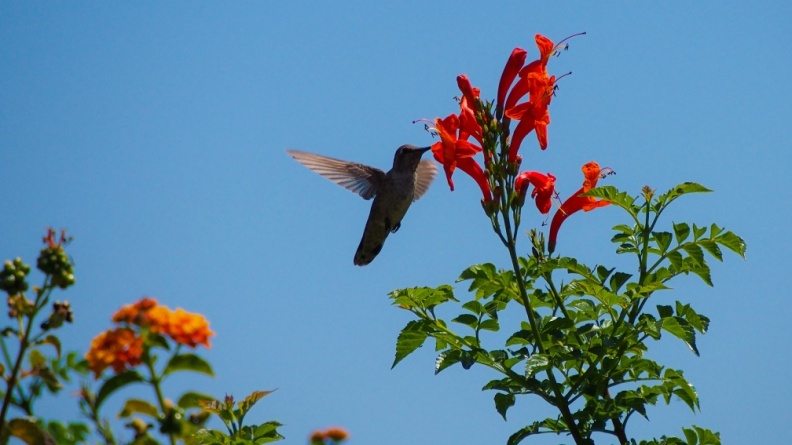 Hummingbird-Geek-Hill-June-6-2015-126.jpg