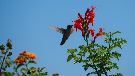 Hummingbird-Geek-Hill-June-6-2015-126