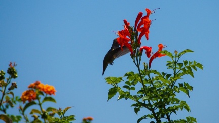 Hummingbird-Geek-Hill-June-6-2015-127