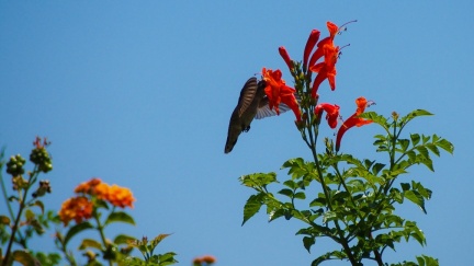 Hummingbird-Geek-Hill-June-6-2015-128