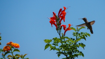 Hummingbird-Geek-Hill-June-6-2015-129