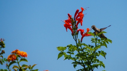 Hummingbird-Geek-Hill-June-6-2015-130
