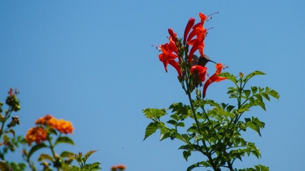 Hummingbird-Geek-Hill-June-6-2015-131