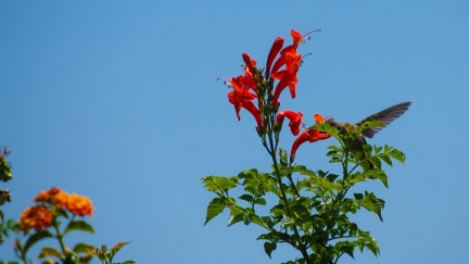 Hummingbird-Geek-Hill-June-6-2015-132