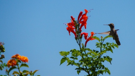 Hummingbird-Geek-Hill-June-6-2015-133