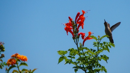 Hummingbird-Geek-Hill-June-6-2015-134