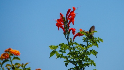 Hummingbird-Geek-Hill-June-6-2015-135