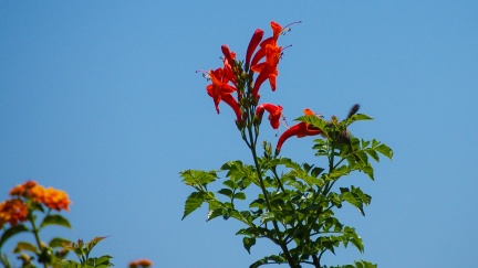 Hummingbird-Geek-Hill-June-6-2015-136