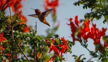 Hummingbird-Halloween-2013-101