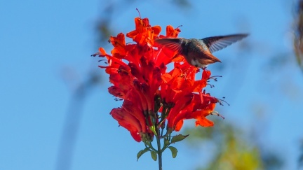 Hummingbird-January-24-2016-508