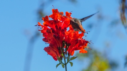 Hummingbird-January-24-2016-523