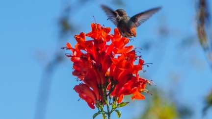 Hummingbird-January-24-2016-529