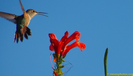 Hummingbird-Perched-Thanksgiving-2014-014