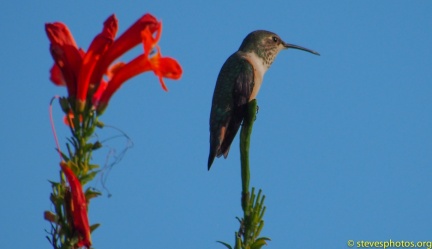 Hummingbird-Perched-Thanksgiving-2014-073