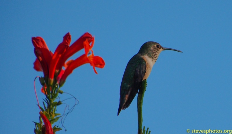 Hummingbird-Perched-Thanksgiving-2014-100.jpg