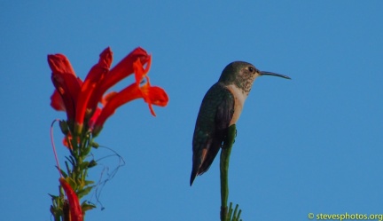 Hummingbird-Perched-Thanksgiving-2014-102