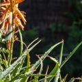 Hummingbirds-January-2014-419