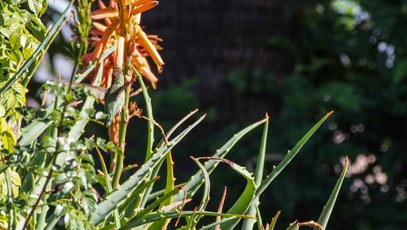 Hummingbirds-January-2014-420.jpg