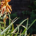 Hummingbirds-January-2014-420